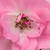Rózsaszín - Virágágyi polianta rózsa - Kempelen Farkas emléke